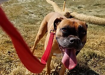 Angel Pet Sitting Reno Dog Walkers image 1